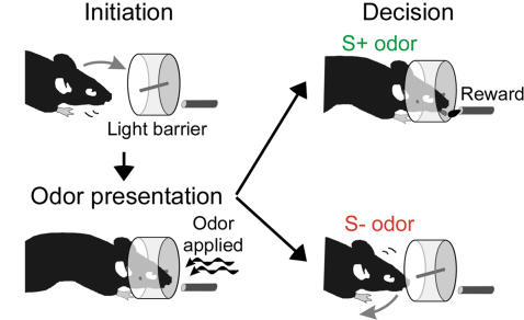 Water-deprived mice are trained to distinguish a water-rewarded odor (S+) and an unrewarded odor (S−) by their licking response