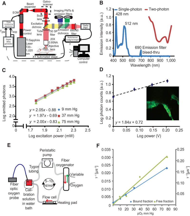 Figure 1. Multiphoton phosphorescence quenching microscopy (MP-PQM). A, Schematic of the experimental setup. EOM, electro-optic multiplier; PMTs, photomultiplier tubes; GaAs, Gallium arsenide; Tpw, temporal duration of the excitation pulse width; Texp, duration of the experimental triggering time. Arrows indicate the direction of communication. Dashed gray lines indicate two-way communication. B, Single- and two-photon action cross-sections for Pd-porphyrin soluble oxygen sensor. The single-photon excitation spectrum (blue line) does not show absorption or emission in the wavelength range of two-photon (red line). The lone peak at 690 nm is due to excitation light at the same wavelength as the emission bandpass filter in the spectrophotometer. C, Two-photon excitation at 1,020 nm of Pd-porphyrin phosphorescent oxygen sensor relating the emitted photons to the excitation power on a log–log scale. The experiment was repeated at oxygen tensions of 9 mmHg, 37 mmHg, and 75 mmHg (blue, red, and green lines, respectively). D, In vivo two-photon excitation of Pd-porphyrin oxygen sensor. A series of time-domain lifetime measurements performed in tumor vasculature (red asterisk, inset) shows the nonlinear excitation of the Pd-porphyrin sensor. E, Diagram of the recirculating, sealed calibration system using a fiber oxygenator indicating the direction of fluid and gas flow. An independent pO2 measurement is made with a calibrated optical fiber ruthenium-based probe. F, Two-photon calibration of the albumin-bound (blue line) and single-component (green line) fits of the Pd-porphyrin oxygen sensor. The left vertical axis applies to the bound fraction. The right vertical axis applies to the free fraction. The vertical axes are the phosphorescence lifetime in units of per μs and the horizontal axis is oxygen tension in units of mmHg. The Stern–Volmer constant is 3,115 per mmHg/s for the free fraction and 285 per mmHg/s for the bound fraction.