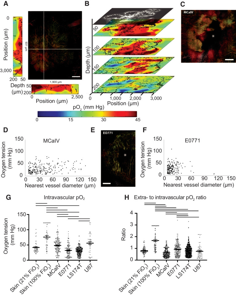 Figure 3. Simultaneous angiography and oxygen tension measurements reveal an abnormal function of tumor vessels and the dependence of oxygen tension on the distance to the nearest vessel. A, The large panel shows a maximum intensity depth projection of MCaIV tumor angiography with an oxygen tension heat map to the left and bottom of the angiography image. The depths of the heat maps go from 50 μm to 200 μm and are taken from the planes noted by the white lines in the angiography image. In the angiography, color denotes depth (from deep to shallow: green, red, white). The color scale of the oxygen heat maps is shown in the bottom panel (blue indicates 0 mmHg oxygen tension, whereas red indicates 45 mmHg). Black outlines on the oxygen heat maps indicate the morphometry of the tumor vessels. Scale bar, 500 μm in all panels. B, Oxygen tension maps from 50 μm, 100 μm, 150 μm, and 200 μm deep within the tumor are shown in A. The angiographic depth slice at 50 μm is shown above the 50 μm deep oxygen heat map for comparison. Black lines on the oxygen heat maps indicate the morphometry of the tumor vessels. C, Angiography of an MCaIV tumor. Asterisk (*) indicates an area lacking perfused vessels. Color denotes depth (from deep to shallow: green, red, white). D, Scatter plot of extravascular (interstitial, i.e., measurements 40 to 60 μm from the nearest vessel) oxygen tension (mmHg) versus the diameter of the nearest vessel (μm) in MCaIV tumors. Data pooled from four mice. E, Angiography of an E0771 tumor. F, Scatter plot of extravascular (interstitial, i.e., measurements 40–60 μm from the nearest vessel) oxygen tension versus the diameter of the nearest vessel in E0771 tumors. Data pooled from five mice. G, Measurements of oxygen tension in mmHg in blood vessels in skin and tumor models. Lines indicate statistically significant differences between multiple comparisons after a Kruskal–Wallis test with Dunn's correction. H, Measurements of extravascular oxygen tension in mmHg normalized to the intravascular oxygen tension of blood vessels in skin and tumor tissues.