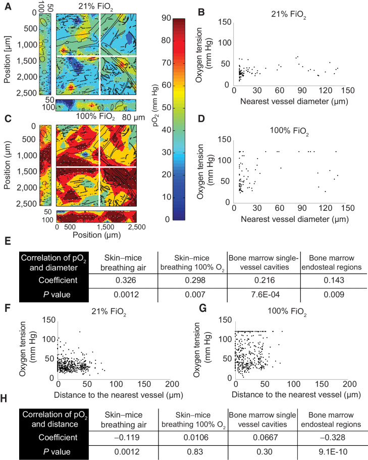 Figure 2. Measurement of pO2 in mouse tissues. A, Oxygen tension map in the normal murine skin of a mouse breathing air (21% oxygen). The depth projection of vasculature (black lines) is overlaid. B, Scatter plot of interstitial oxygen tension [mmHg] versus the diameter of the nearest vessel [μm] in mice breathing air. C, Oxygen tension depth projection map in the normal murine skin of a mouse breathing 100% oxygen. D, Scatter plot of interstitial oxygen tension versus the diameter of the nearest vessel in mice breathing 100% oxygen. The detection limit of 122 mmHg is apparent in the data. E, Table of Pearson correlation coefficients and the P value of the correlation of oxygen tension and nearest vessel diameter. F, Scatter plot of measured oxygen tension versus the distance to the nearest vessel in the skin of mice breathing 21% oxygen. G, Scatter plot of measured oxygen tension versus the distance to the nearest vessel in the skin of mice breathing 100% oxygen. The detection limit of 122 mmHg is apparent in the data. H, Table of Pearson correlation coefficients, and the P value of the correlation of oxygen tension and distance to the nearest vessel.