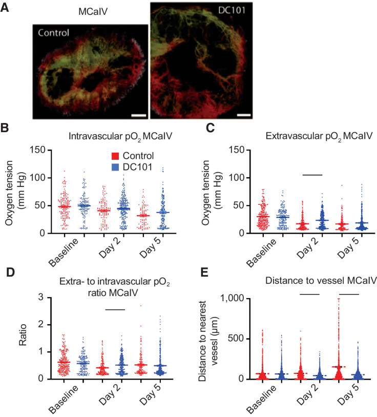 Figure 4. Anti-VEGFR2 antibody treatment at 40 mg/kg transiently increases interstitial pO2 on day 2 and restores perfusion in MCaIV. A, Representative images of angiography of murine mammary carcinoma (MCaIV) tumors treated with control IgG (left) and murine anti-VEGFR2 antibody DC101 (right; both 40 mg/kg i.p. every 3 days) on day 5 after two cycles of treatment. Tumor vasculature is presented as a colorized maximum intensity depth projection (superficial to deep: green, red, white). Scale bars, 500 μm. B, Measurements of oxygen tension in mmHg in vessels in control IgG and DC101 antibody-treated mice at baseline, day 2, and day 5. n = 81–226 measurements per time point per group. N = 4 mice per group. Horizontal black lines indicate statistically significant differences between multiple comparisons after a Kruskal–Wallis test with Dunn's correction, with differences only depicted for comparisons between control and treatment groups on the same day. C, Extravascular (interstitial, i.e., measurements 40–60 μm from the nearest vessel) oxygen measurements in the same tumors. n = 138–328 measurements per time point per group. D, Measurements of extravascular oxygen tension in mmHg normalized to the intravascular oxygen tension of blood vessels. E, Distance to the nearest vessel measurements in the same tumors. n = 1,117–1,851 measurements per group.