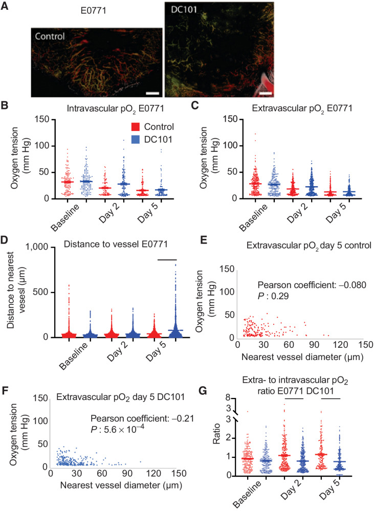 Figure 5. Anti-VEGFR2 antibody treatment at 40 mg/kg does not affect pO2 but extensively prunes the smallest microvessels by day 5 in E0771. A, Representative images of angiographies of murine mammary carcinoma (E0771) tumors treated with control IgG antibody (left) or the murine anti-VEGFR2 antibody DC101 (right; both 40 mg/kg i.p. every 3 days) on day 5 after two cycles of treatment. Tumor vasculature is presented as a colorized maximum intensity depth projection (superficial to deep: green, red, white). Scale bars, 500 μm. B, Measurements of oxygen tension in mmHg in vessels in control IgG and 40 mg/kg DC101 antibody-treated mice at baseline, day 2, and day 5. n = 92–139 measurements per time point per group. N = 5 mice per group. Lines indicate statistically significant differences between multiple comparisons after a Kruskal–Wallis test with Dunn's correction, with differences only depicted for comparisons between control and treatment groups on the same day. C, Extravascular (interstitial, i.e., measurements 40–60 μm from the nearest vessel) oxygen measurements in the same tumors. n = 179–307 measurements per time point per group. D, Distance to the nearest vessel measurements in the same tumors. n = 1,103–1,961 measurements per time point per group. E, Scatter plot of extravascular oxygen tension versus the diameter of the nearest vessel in control-treated E0771 tumors on day 5. Correlation coefficient and P value are denoted on the graph. F, Scatter plot of extravascular oxygen tension versus the diameter of the nearest vessel in DC101-treated E0771 tumors on day 5. Correlation coefficient and P value are denoted on the graph. G, Measurements of extravascular oxygen tension in mmHg normalized to the intravascular oxygen tension of blood vessels.
