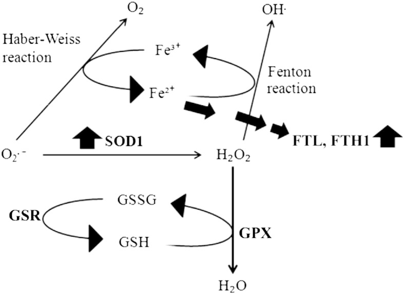 Fig. 5