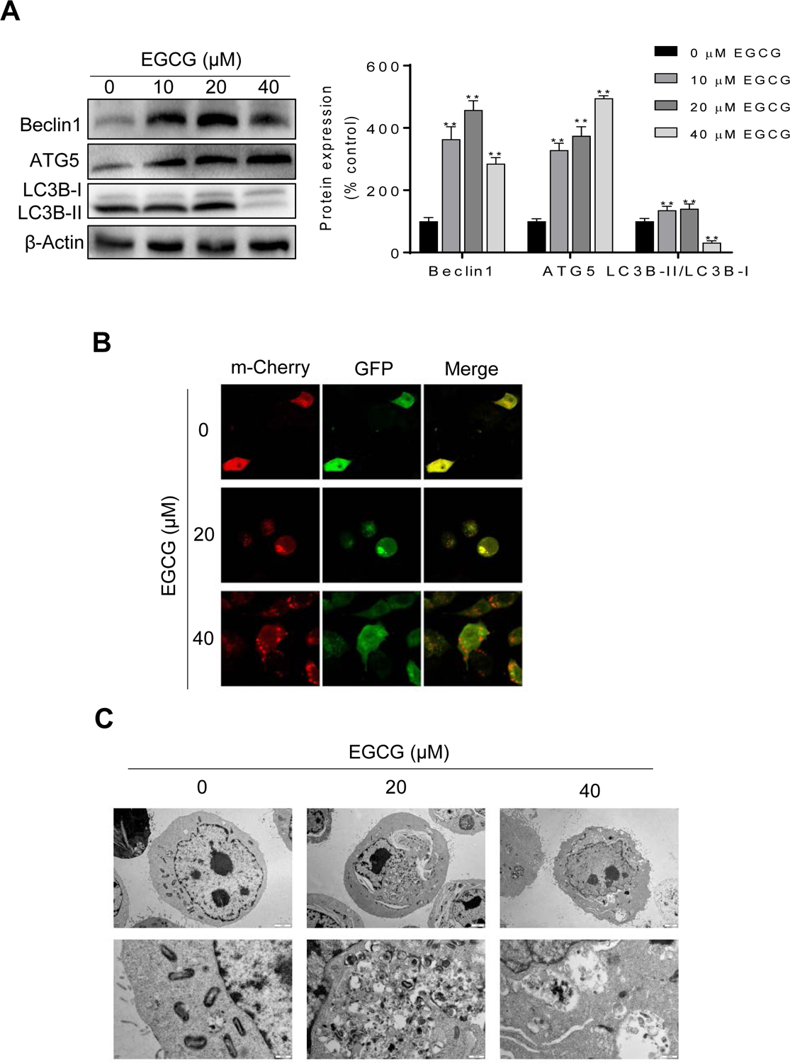 Figure 4: