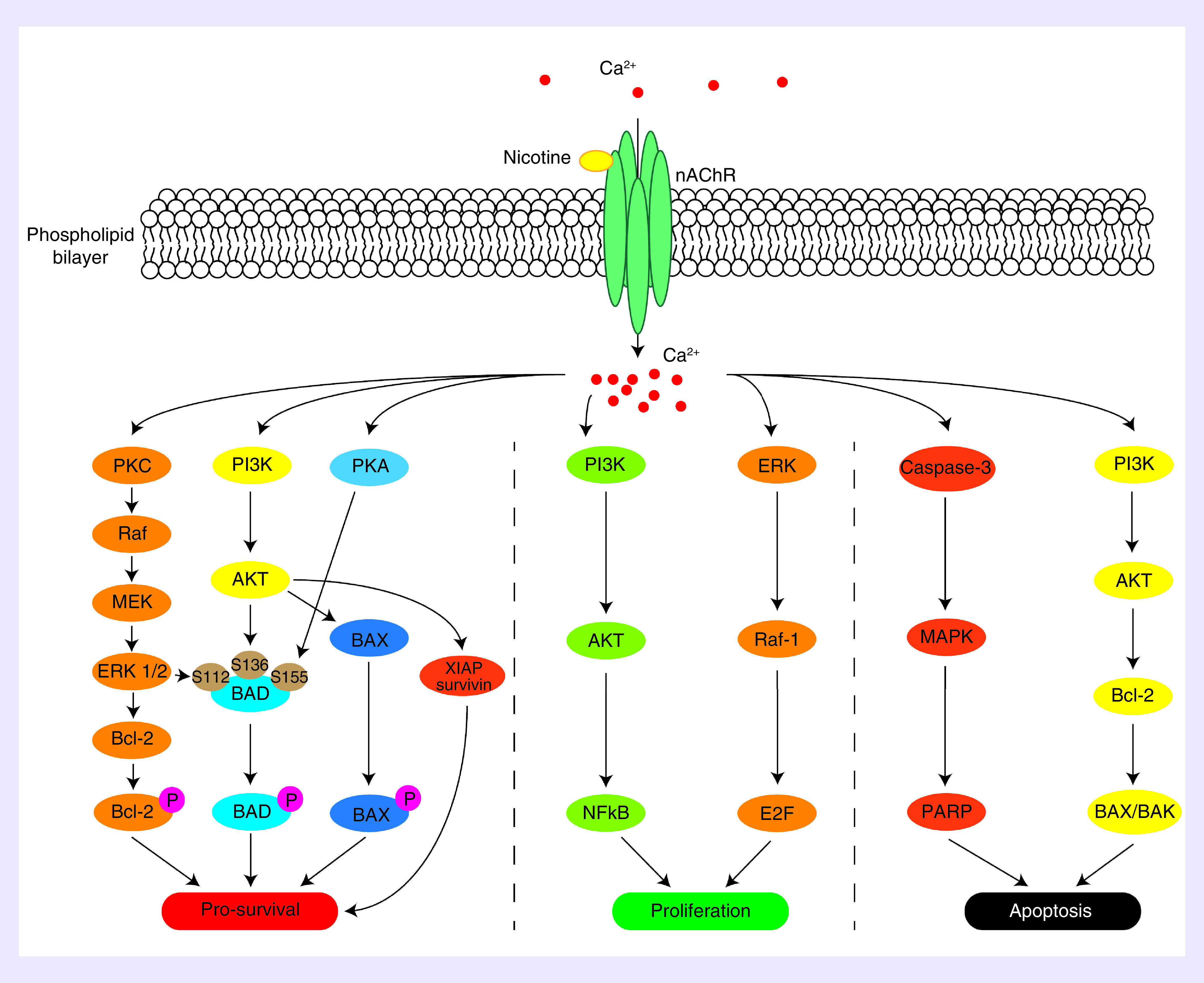 Figure 1. 