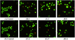 Figure 24