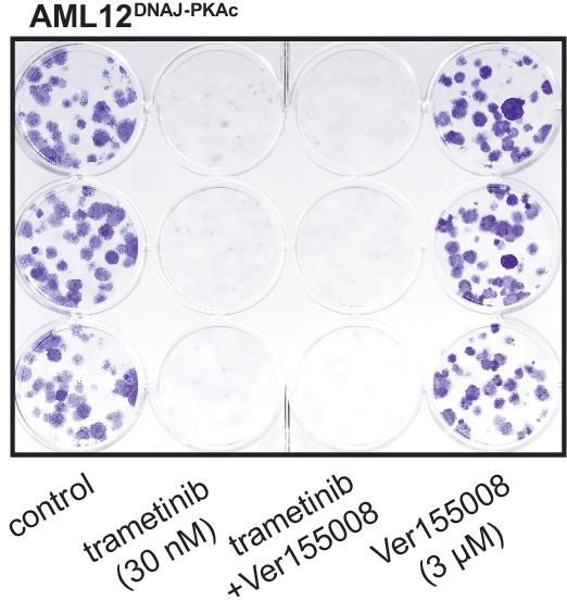 Figure 5—figure supplement 1.