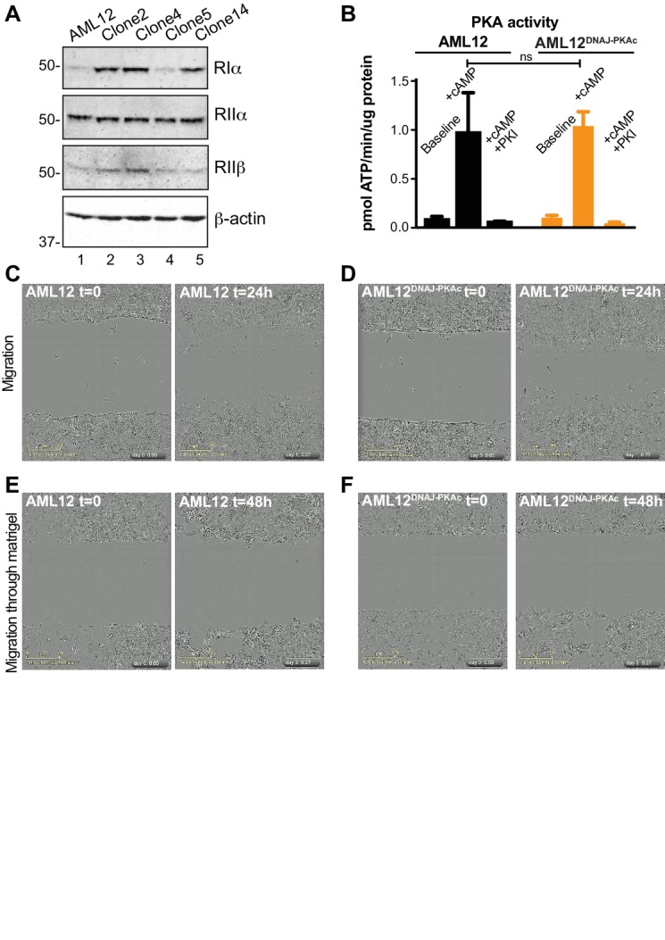 Figure 2—figure supplement 1.