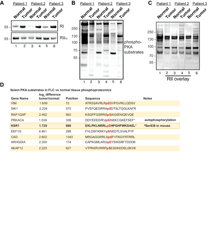 Figure 1—figure supplement 1.