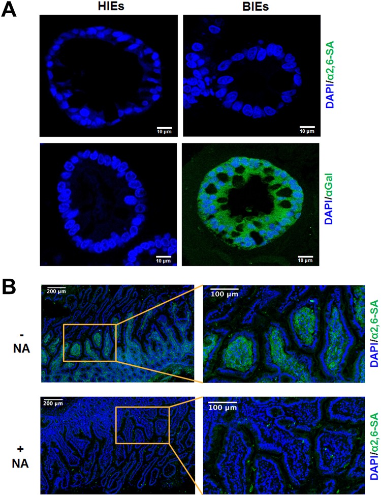 FIG 10