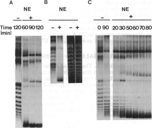 graphic file with name pnas00284-0028-a.jpg