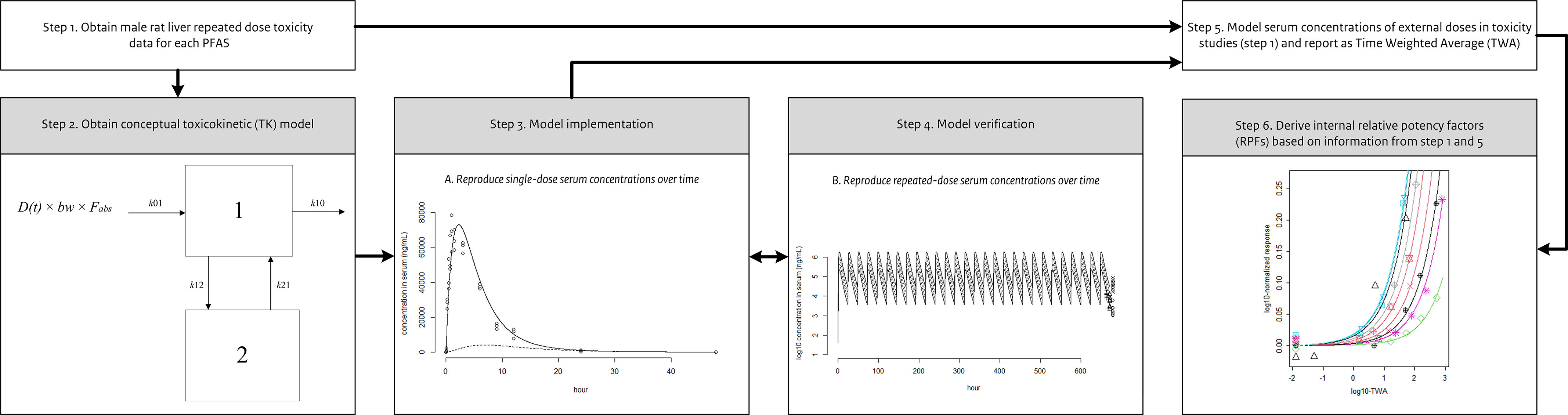 Figure 1 is a schematic flowchart having six steps. Step 1: Obtaining male rat liver repeated dose toxicity data for each per- and polyfluoroalkyl substance results in the development of a conceptual toxicokinetic (T K) model and the modeling of serum concentrations of external doses in toxicity studies, which are then reported as a time-weighted average (T W A). Step 2: Obtaining a conceptual toxicokinetic (T K) model with an image of a schematic illustration leads to model implementation. Step 3: Model implementation with a line graph titled reproduce single-dose serum concentrations over time, plotting concentration serum (milligram per milliliter), ranging from 0 to 80000 in increments of 20000 (y-axis) across hour, ranging from 0 to 40 in increments of 10 (x-axis), leads to model verification and derived internal relative potency factors (R P Fs) based on information from step 1 and step 5. Step 4: Model verification with a line graph titled Reproduce repeated-dose serum concentrations over time, plotting log to the base 10 of serum concentration (nanogram per milliliter), ranging from 1 to 6 in unit increments (y-axis) across hours, ranging from 0 to 600 in 100 increments (x-axis), resulting in a model serum concentration of external doses in toxicity studies, which is then reported as a time-weighted average (T W A). Step 5: Model serum concentration of external doses in toxicity studies, which is then reported as a time-weighted average (T W A), leads to derived internal relative potency factors (R P Fs) based on information from step 1 and step 5. Step 6: Derive internal relative potency factors (R P Fs) based on information from steps 1 and 5 with a line graph, plotting log to the base 10 of normalized response, ranging from 0.00 to 0.25 in increments of 0.05 (y-axis) across log to the base 10 of time-weighted average, ranging from negative 2 to 3 in unit increments (x-axis).