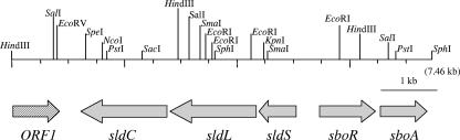 FIG. 1.