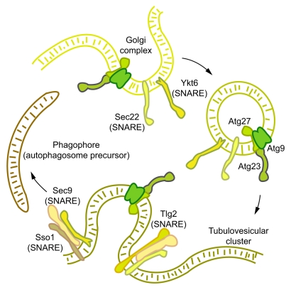 Figure 1.