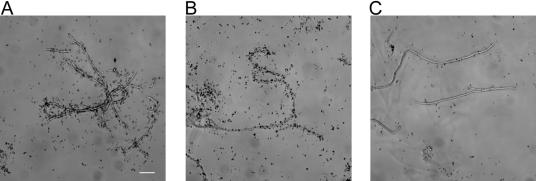 FIG. 5.