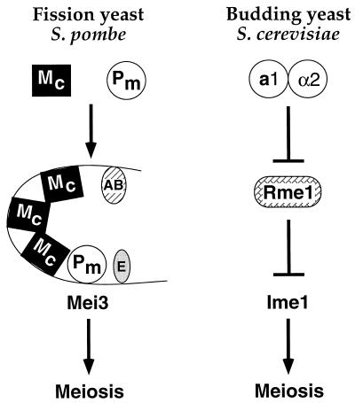 FIG. 6