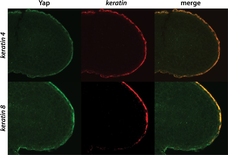 Figure 2—figure supplement 1.