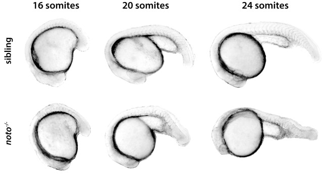 Figure 4—figure supplement 2.