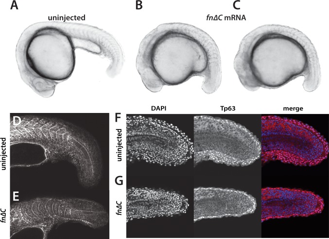 Figure 10.