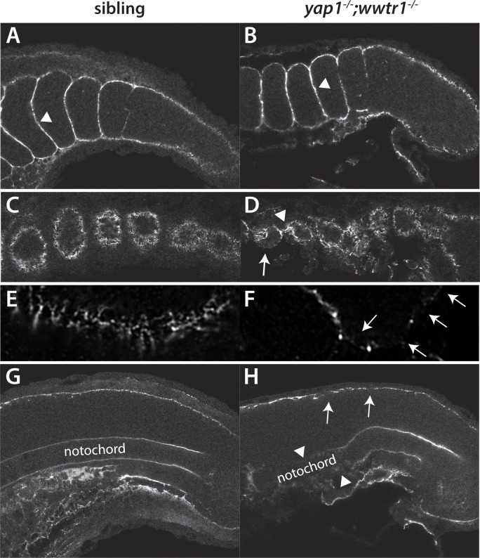 Figure 9.