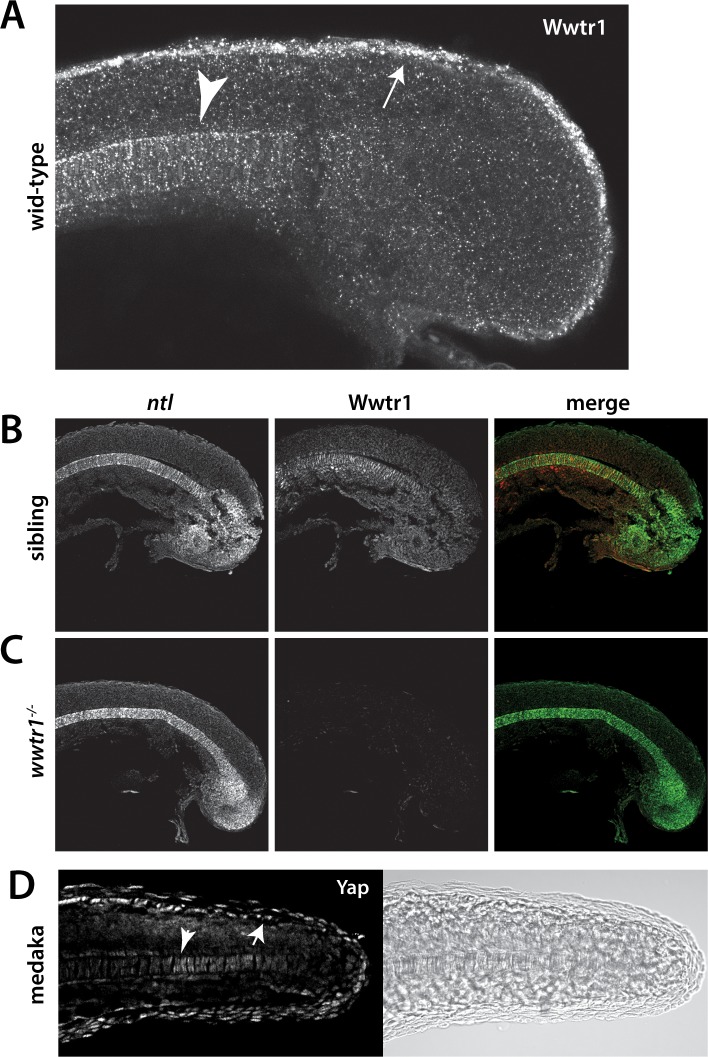 Figure 2—figure supplement 2.