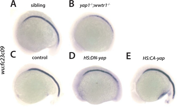 Figure 3—figure supplement 1.