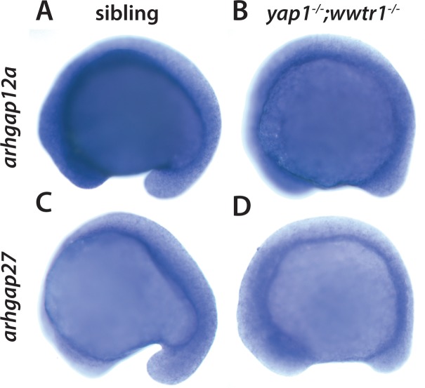 Figure 3—figure supplement 2.