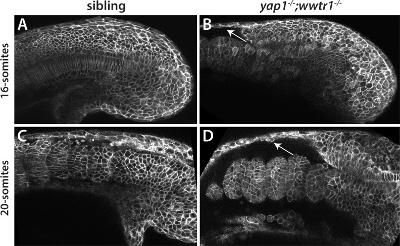 Figure 11.