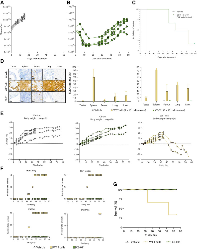 Figure 4. BCMA-targeted CAR T cells engineered with an immune-cloaking armoring strategy induced long-term survival in a disseminated xenograft model of multiple myeloma and do not induce GvHD. Human MM.1S-GFP-Luc+ tumor cells were engrafted intravenously in NSG mice on day 0, and a single bolus dose of vehicle (A) or a total of 1×107 CB-011 cells (B) was administered intravenously on day 21 (9 mice per group). Bioluminescence imaging was performed using an IVIS Spectrum system. A and B, Lines represent individual animal bioluminescent intensity for each group. C, Kaplan–Meier survival plot represents the percentage of survival for each group after tumor engraftment. Median survival, Vehicle, 15 days; CB-011 (1×107 CAR+ T cells/animal), 90 days (P < 0.0001, Mantel–Cox test). Experiment representative of three independent experiments. NSG mice (6 mice per group) were treated on day 0 with a single bolus of vehicle, 3×107 WT unmodified T cells, or 3×107 CB-011 cells. Animal body weight was obtained by an electronic balance. Scheduled takedowns at day 35 eliminated some of the mice from subsequent body weight analyses. Signs of acute GvHD were observed in WT T cell–dosed animals, but not in vehicle or CB-011 cell–dosed cohorts. D, Example images of hCD45 staining (shown at 20×) from day 74 samples in vehicle (top row), WT unmodified T cell (middle row), and CB-011 cell (bottom row) groups. Quantification of the percentage of hCD45 staining from samples collected at days 35 and 74, respectively, are shown. E, The percentage of body weight decline in the WT T cell–dosed animals is shown. Lines represent individual animal body weight percentage to change after treatment. F, Clinical signs of GvHD, including hunching, skin lesions, and dull fur, were observed in the WT T cell–dosed animals but not in vehicle or CB-011 cell–dosed cohorts. G, Kaplan–Meier survival plot representing the percentage of survival for each group. Median survival, vehicle, undefined; WT unmodified T cells, 63 days; and CB-011, undefined. Experiment representative of two independent experiments. WT, wild-type.