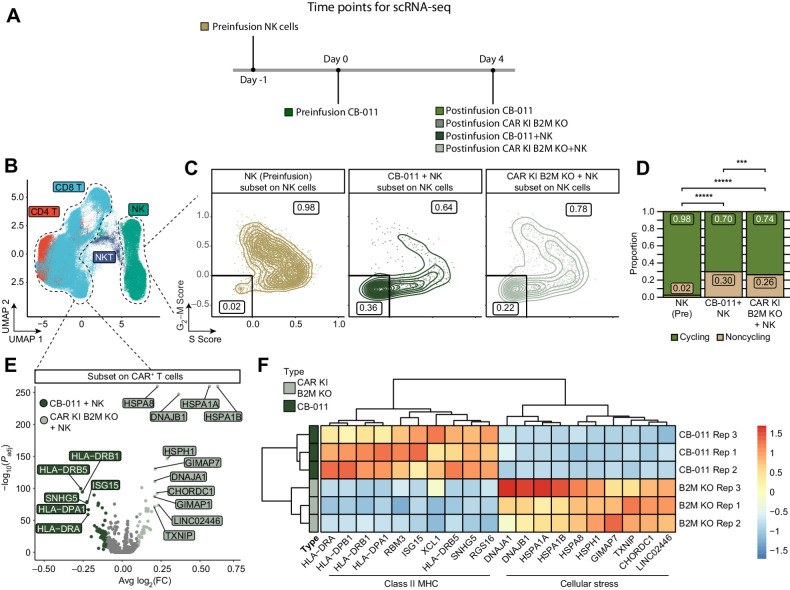 Figure 6. CB-011 immune-cloaking armoring strategy reduced NK-cell proliferation and CAR+ T cell stress signatures. A, Scheme of in vivo experiment. B, UMAP plots colored by cell type identity. C, Scatter plots demonstrating single-cell module scores for a set of genes associated with either S phase (S.Score) or G2–M phase (G2–M.Score) of the cell cycle, subset to only NK cells from either of the in vivo datasets (CB011 + NK In Vivo or CAR KI B2M KO + NK In Vivo, representative plot for 1 replicate each is shown) or the NK cells before injection, but after in vitro activation (NK pre). Cells negative for both scores were considered non-cycling and cells single or double positive were considered cycling. The proportion of each of those populations is indicated on the scatter plot. D, Bar plots demonstrating the proportion of cycling and noncycling NK cells in the indicated conditions (CB-011 and CAR KI B2M KO represent NK cells from in vivo co-injection with T cells; NK pre represent NK cells before injection). Data visualized the combined cells from all replicate samples. The CB-011 immune-cloaking armoring strategy significantly reduced the proportion of cycling NK cells in vivo relative to CAR KI B2M KO cells and NK pre cells. Significance determined by the Fisher's exact test. ***, P < 0.001; *****, P < 1 × 10−15. E, Volcano plot of differentially expressed genes between CB-011 or CAR KI B2M KO CAR+ T cells following co-injection with NK cells in vivo. Genes enriched in CB-011 CAR+ T cells had a negative mean log2(FC) and genes enriched in CAR KI B2M-KO CAR+ T cells had a positive mean log2(FC). Significance was determined with a Wilcoxon test with Bonferroni corrected P values. F, Heat map of the top 10 differentially expressed genes from the analysis in (E). The expression of each gene was averaged across all CAR+ T cells in one lot replicate of CB-011 and CAR KI B2M KO. CAR KI B2M KO CAR+ T cells showed significant upregulation of stress-response gene signatures indicative of diminished fitness when challenged by the presence of NK cells. Spleens from three mice per group were processed for transcriptional profiling. FC, fold change.