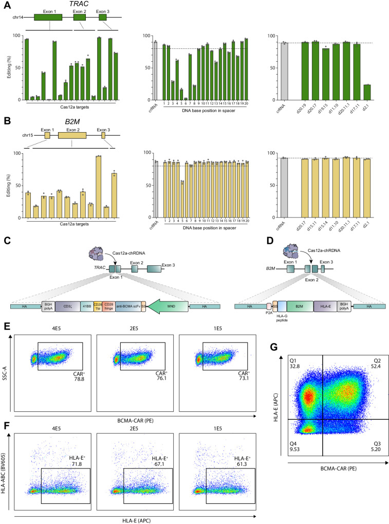 Figure 1. Cas12a chRDNA guides generate high-precision genome editing for the development of CB-011 cells. chRDNA guides included DNA bases to confer high target specificity. Cas12a chRDNA guides were designed to target the TRAC and B2M genes. A and B, The chRDNA design process started with gene-tiling to identify optimal all-RNA CRISPR guides (crRNA). Once optimal all-RNA guides were identified (A and B, left), iterative DNA position screening proceeded for a given target sequence. Individual chRDNAs were tested with a single DNA base at each position in the 20-nucleotide spacer and evaluated for on-target editing activity in T cells (A and B, middle). The positions where DNA bases did not reduce editing efficiencies were combined in subsequent chRDNA guide designs to identify optimal chRDNAs with multiple DNA bases in the sequence (A and B, right). C and D, Schematic representations of the insertion of the anti-BCMA CAR into TRAC exon 1 and the B2M–HLA-E fusion into B2M exon 2 using Cas12a chRDNA guides. E, Dot plots of BCMA-CAR transgene insertion with AAV MOI titration. F, Dot plots of B2M–HLA-E fusion protein transgene insertion with AAV MOI titration. G, Representative dot plot of the drug product achieving >50% of intended gene edits. A–C, Each point represents a biological replicate, bars show the mean of biological replicates. E–G, Representative data from three independent experiments. APC, allophycocyanin; BGH, bovine growth hormone; MOI, multiplicity of infection; scFv, single-chain variable fragment; SS, secretion signal; SSC-A, side scatter area; TM, transmembrane.