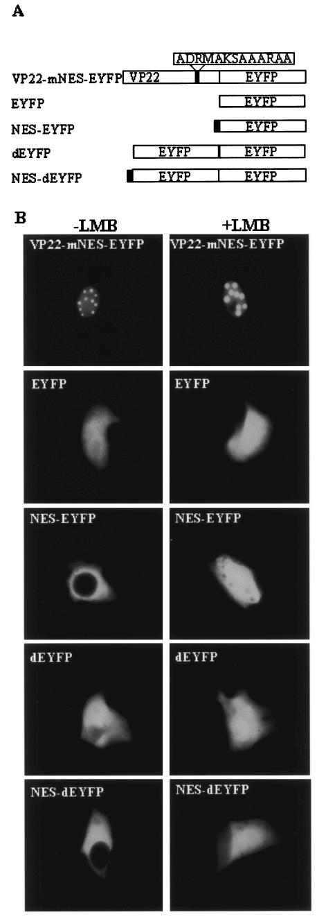 FIG. 8.