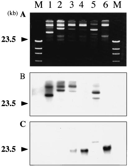 FIG. 4.