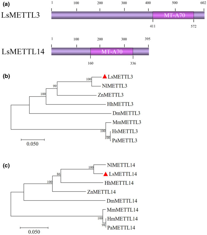 FIGURE 2