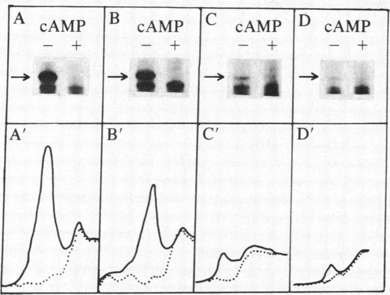 graphic file with name pnas00318-0310-a.jpg