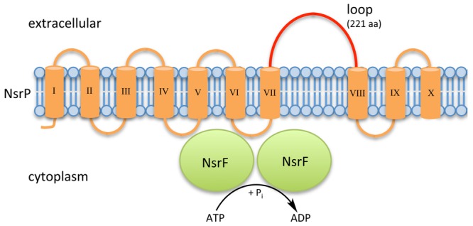 FIGURE 2