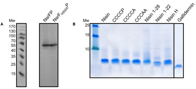 FIGURE 3