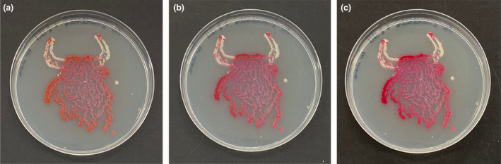 FIGURE 2