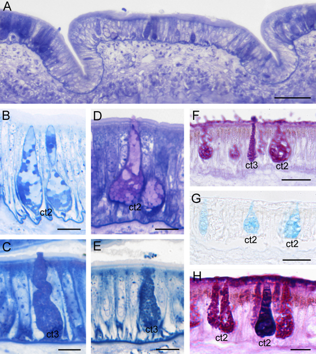 Fig. 9