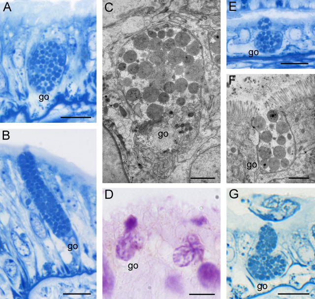 Fig. 8