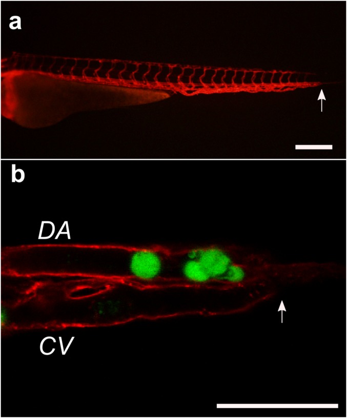 Fig. S8.