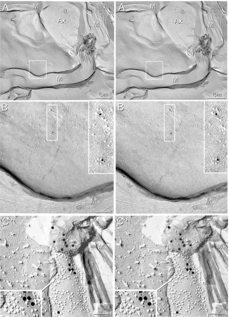 Fig. 8