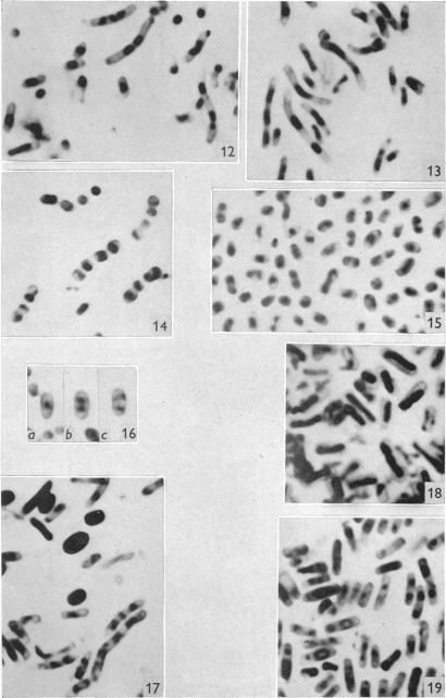 Plate 6