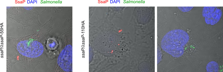 Figure 5—figure supplement 3.