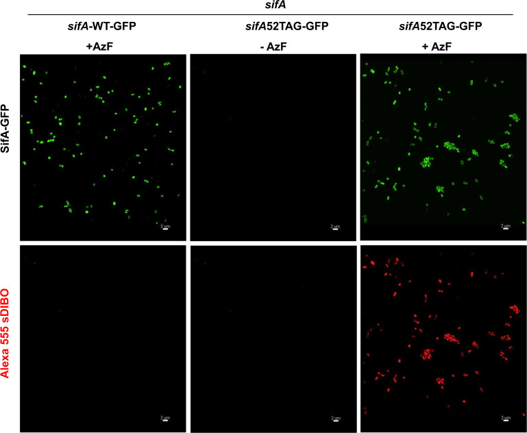 Figure 2—figure supplement 4.