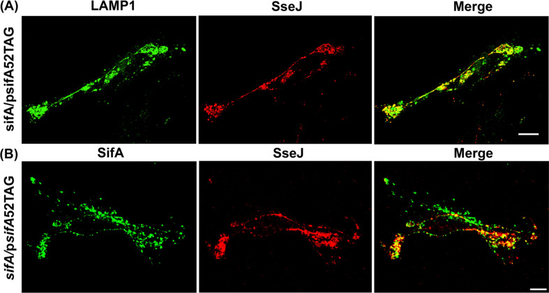 Figure 4—figure supplement 3.