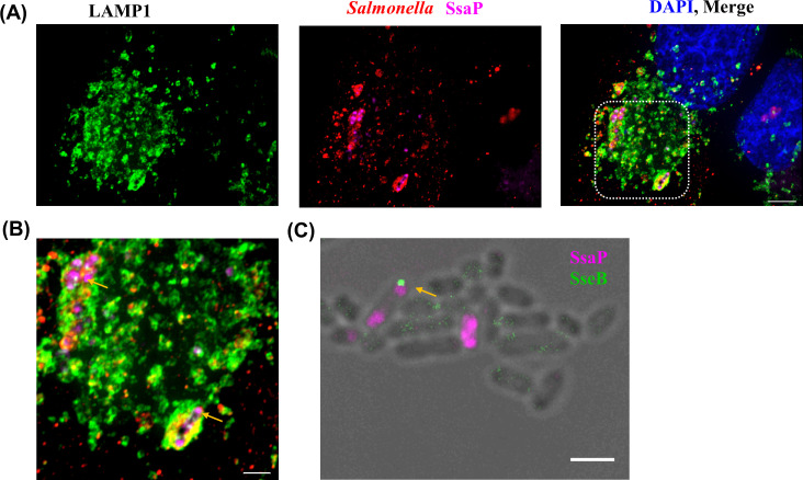 Figure 5—figure supplement 4.