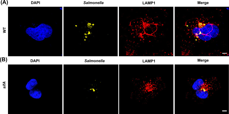 Figure 3—figure supplement 2.