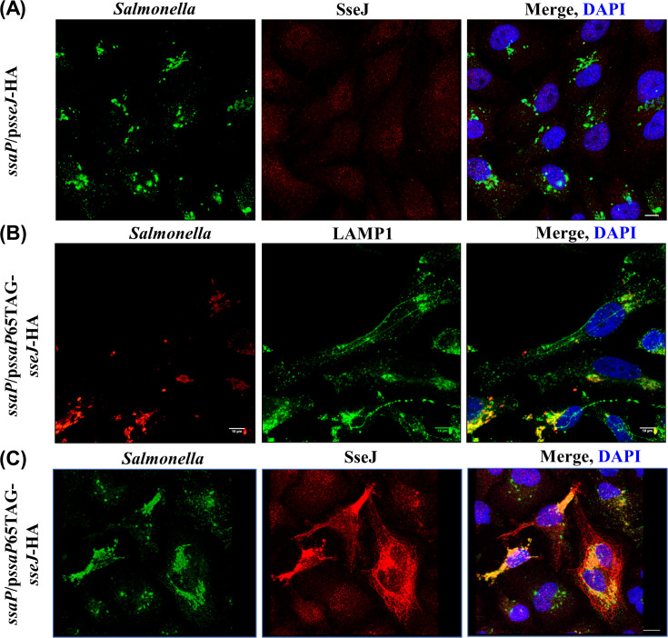 Figure 5—figure supplement 1.