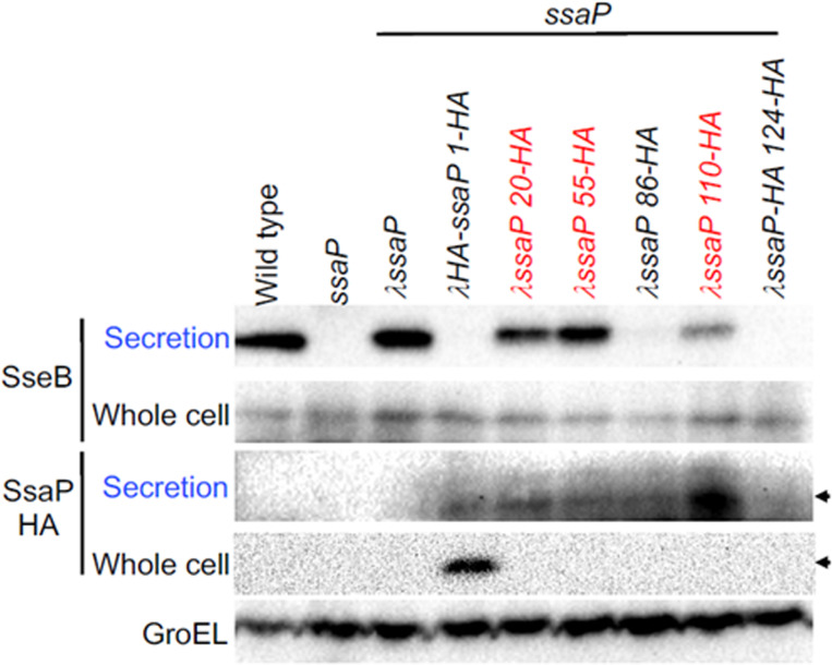 Figure 2—figure supplement 3.